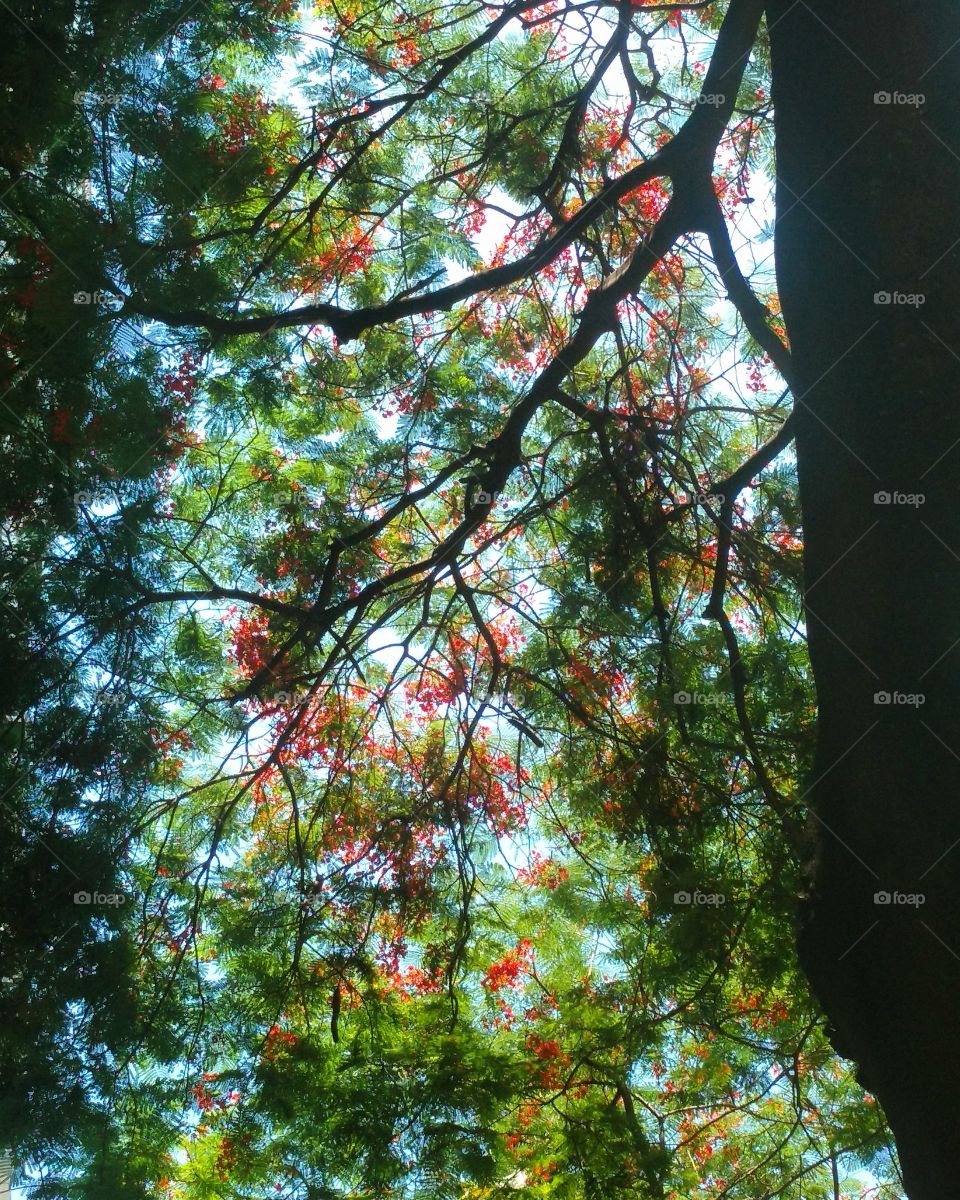 Flamboyant tree
