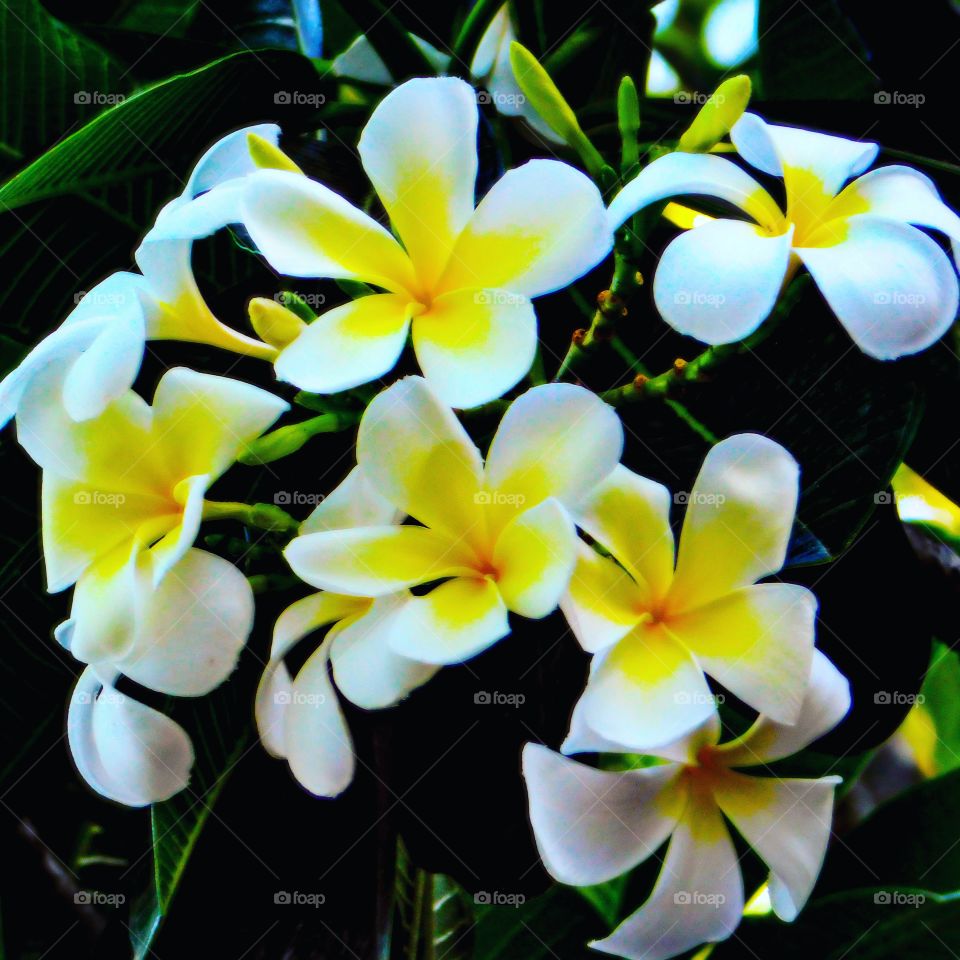 Frangipani petals from Port Moresby