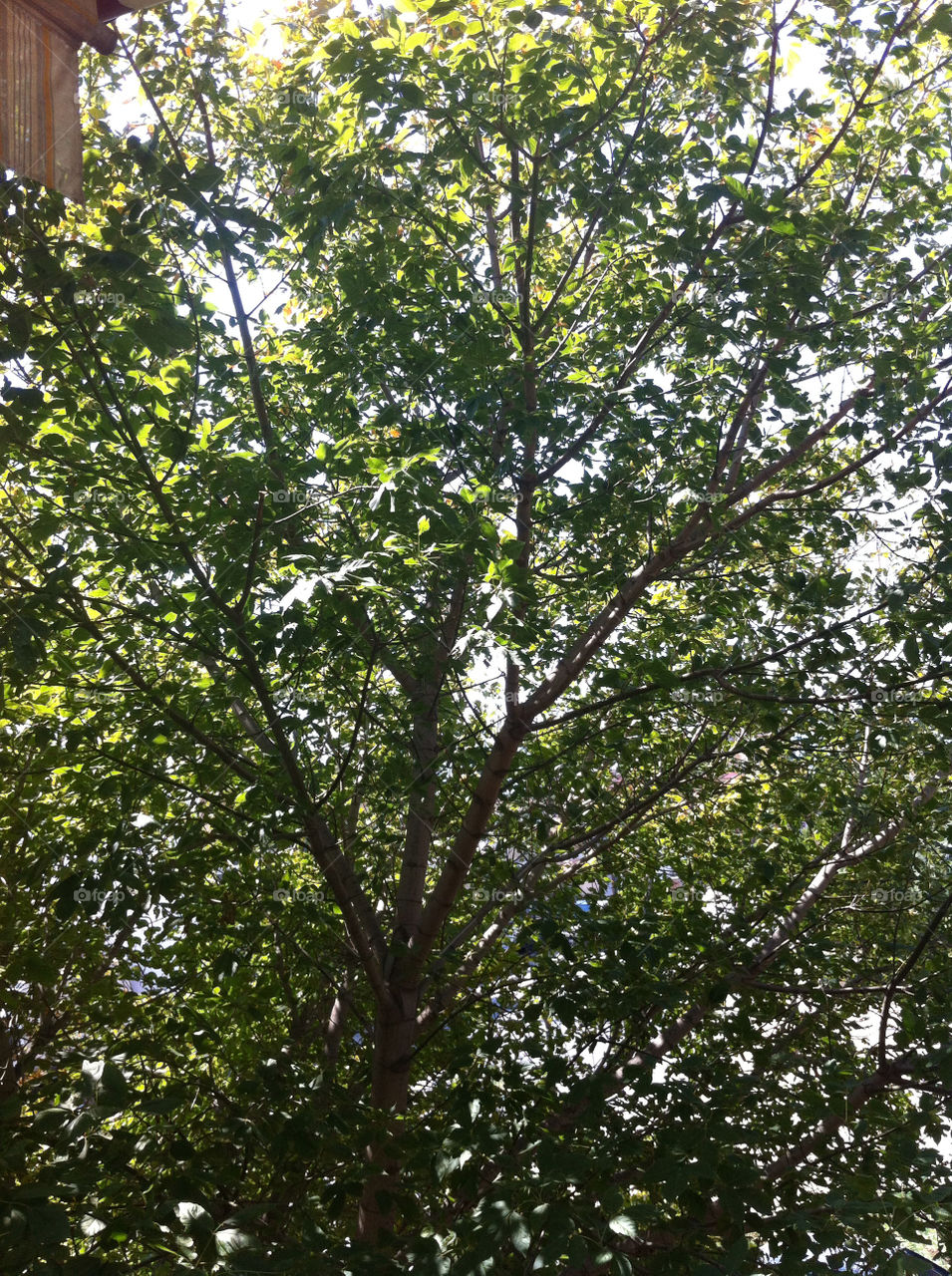 sky green nature tree by anastasia_s