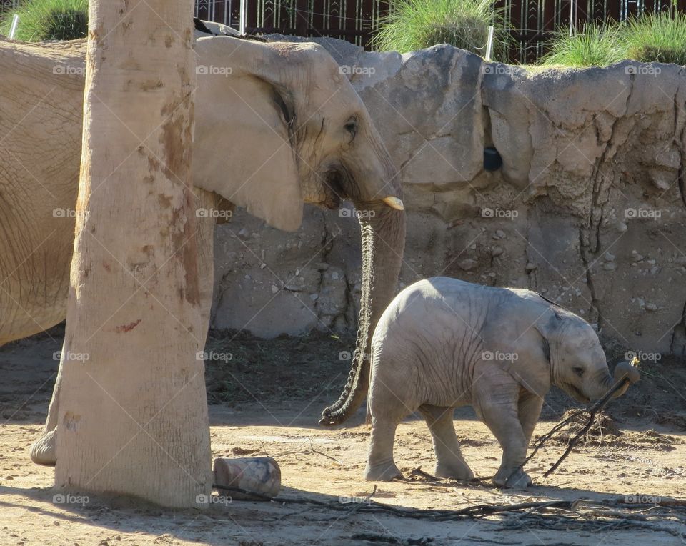 Elephant baby with mom