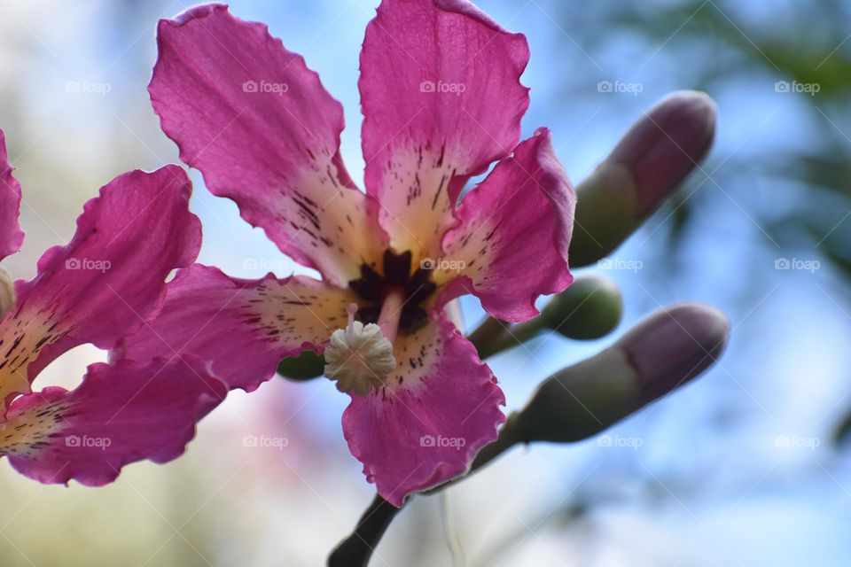Purple flower in bloom at springtime 