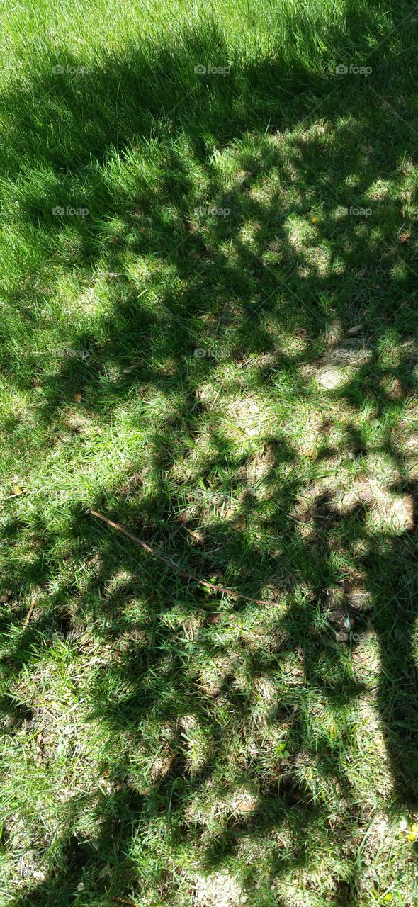 tree shadow on the grass