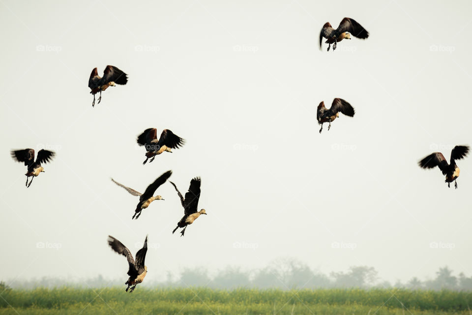 Follow the leader. A flock of Indian Cormorant birds in motion flying over lake. Sea Birds Flying in Nature. Bird migration. Freedom concept. Vedantangal Bird Sanctuary, Tamil Nadu, India.
