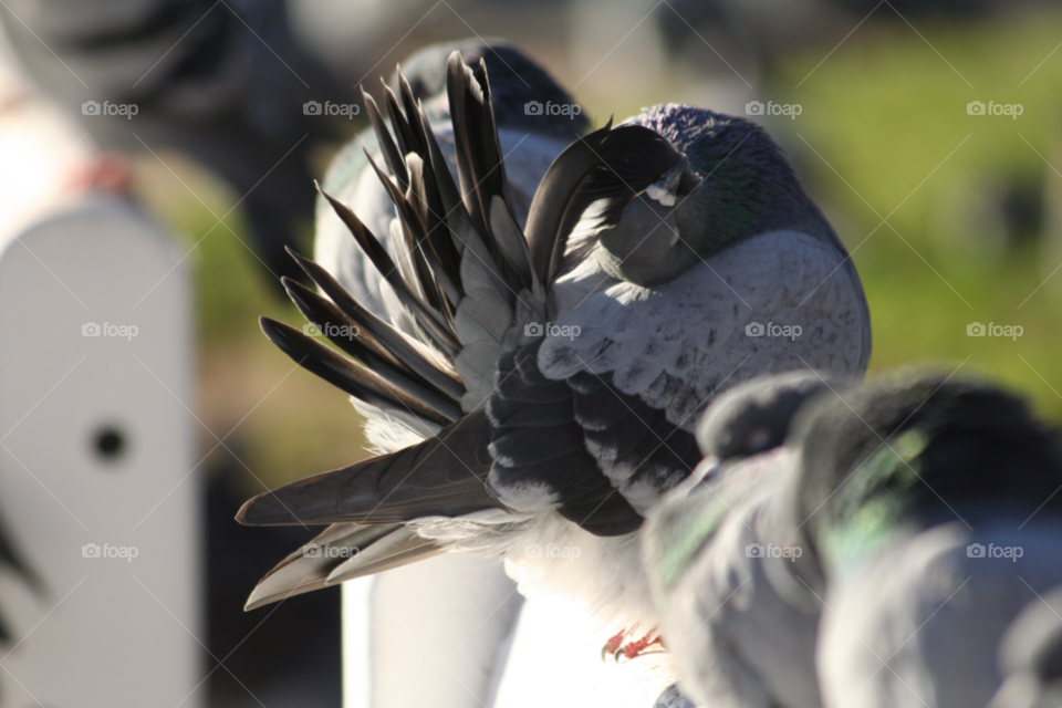 stavanger bird feather beautiful by nader_esk