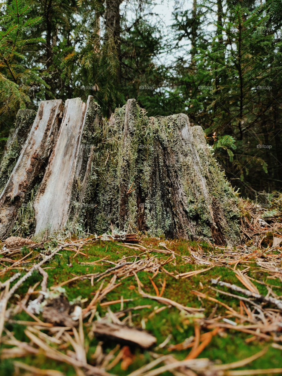 Lonely old stump in the forest.