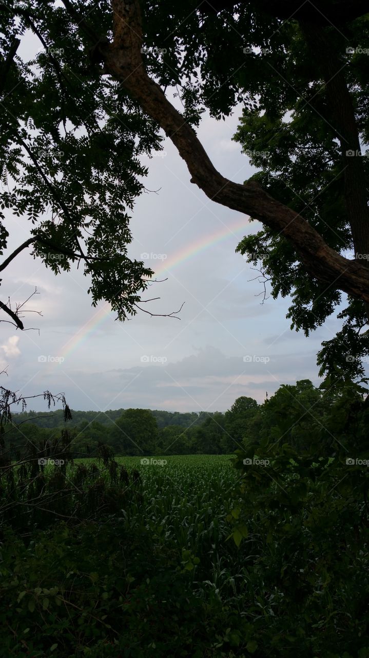 rainbow field. Rainbow showed up during my dog walk near fields