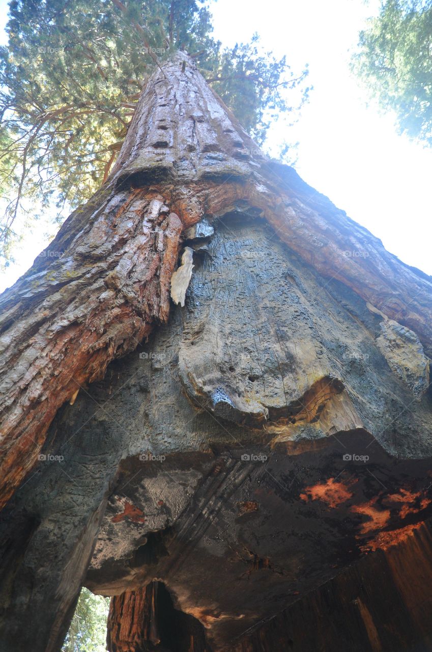 Sequoia tunnel tree