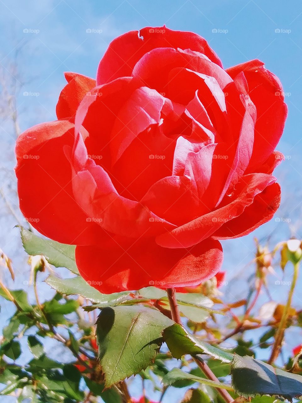 red rose in bloom
