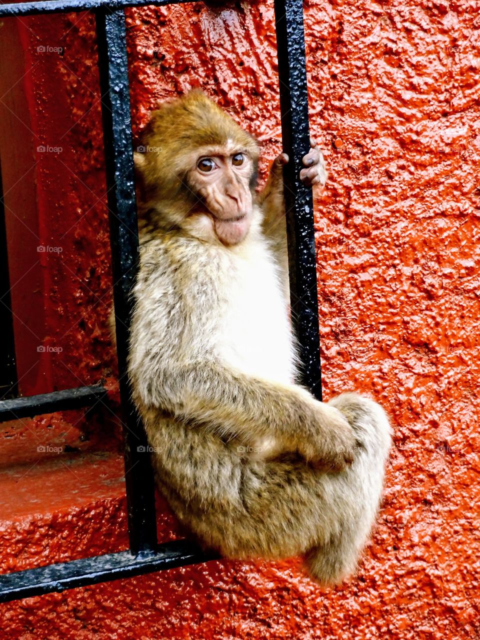 Monkey in Gibraltar 