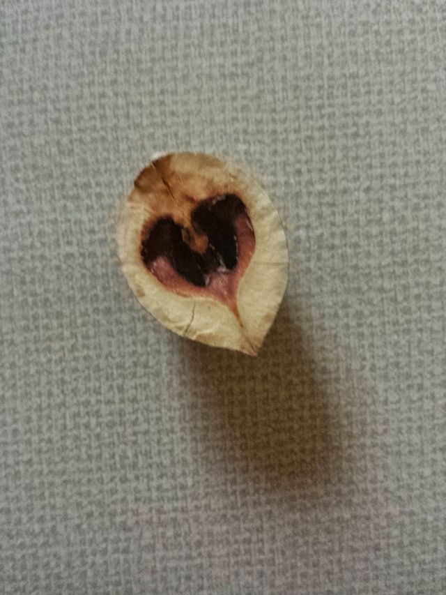 Hickory Nut