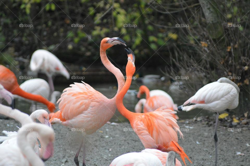 pink flamingos hugging