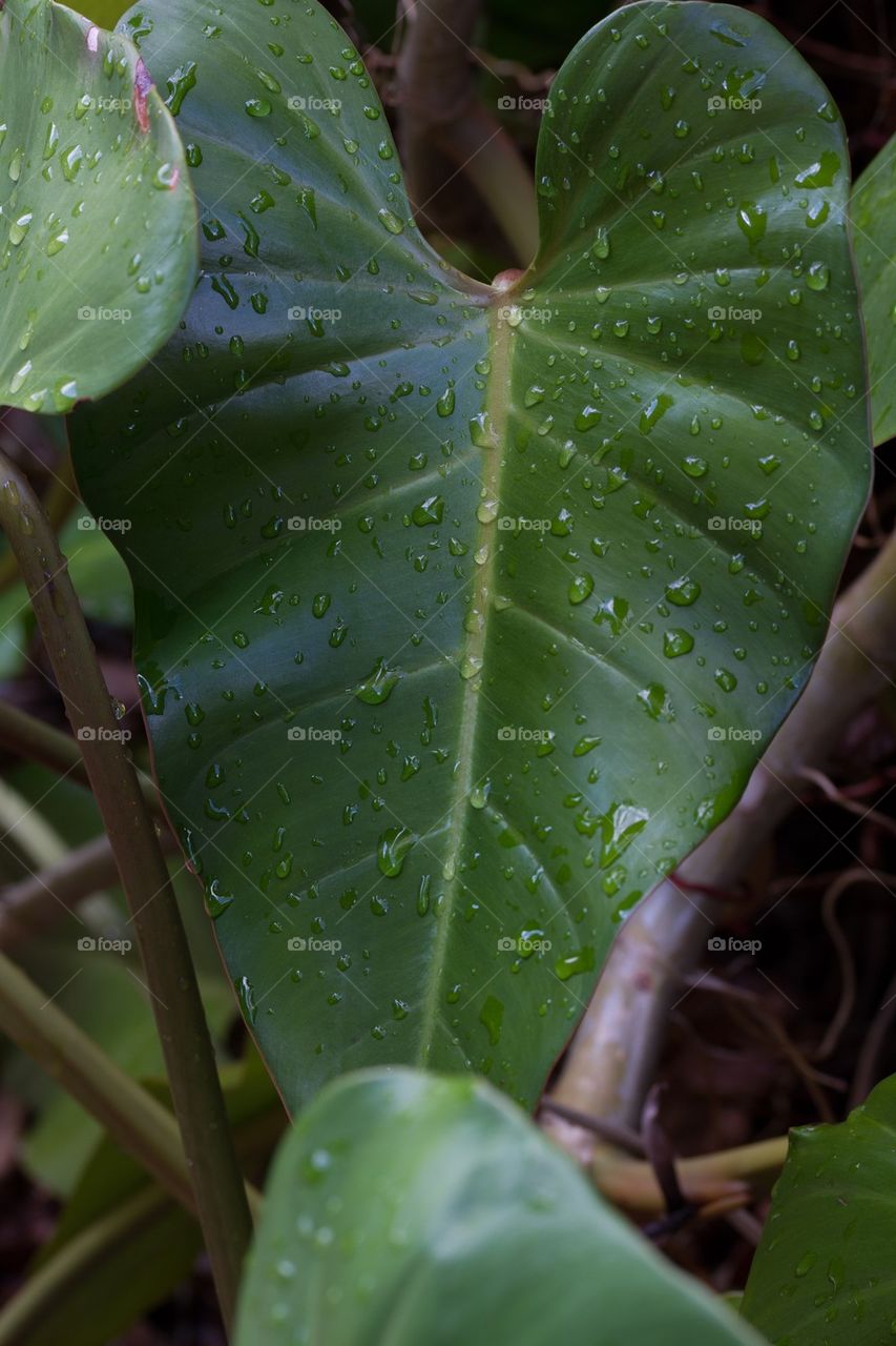 After rain leaf