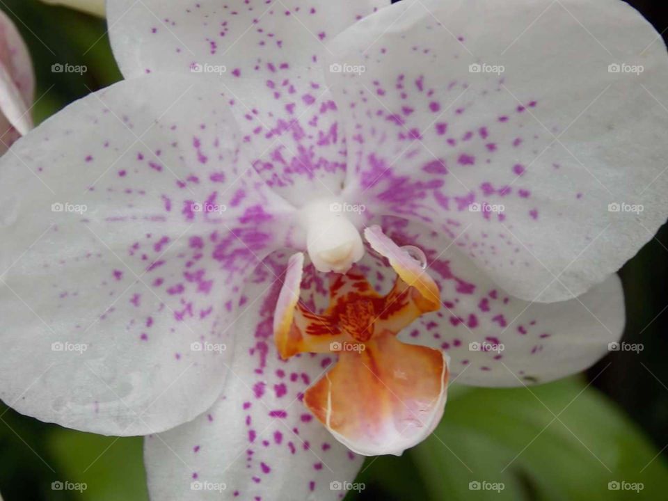 White/Purple Orchid