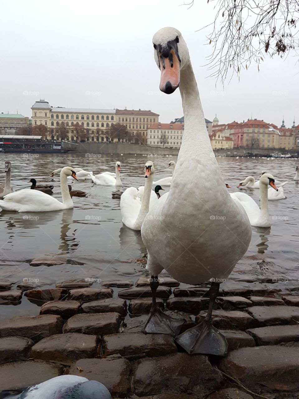 swans looking