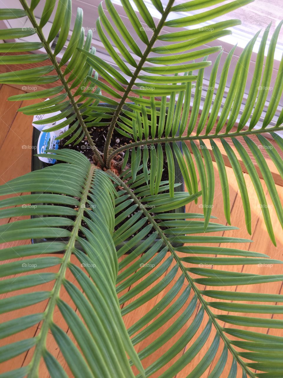 sago palm growing crazy inside when it is -25 outside in canada 