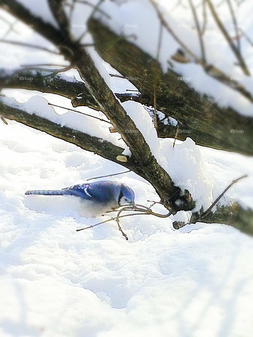 Blue Jay in snow
