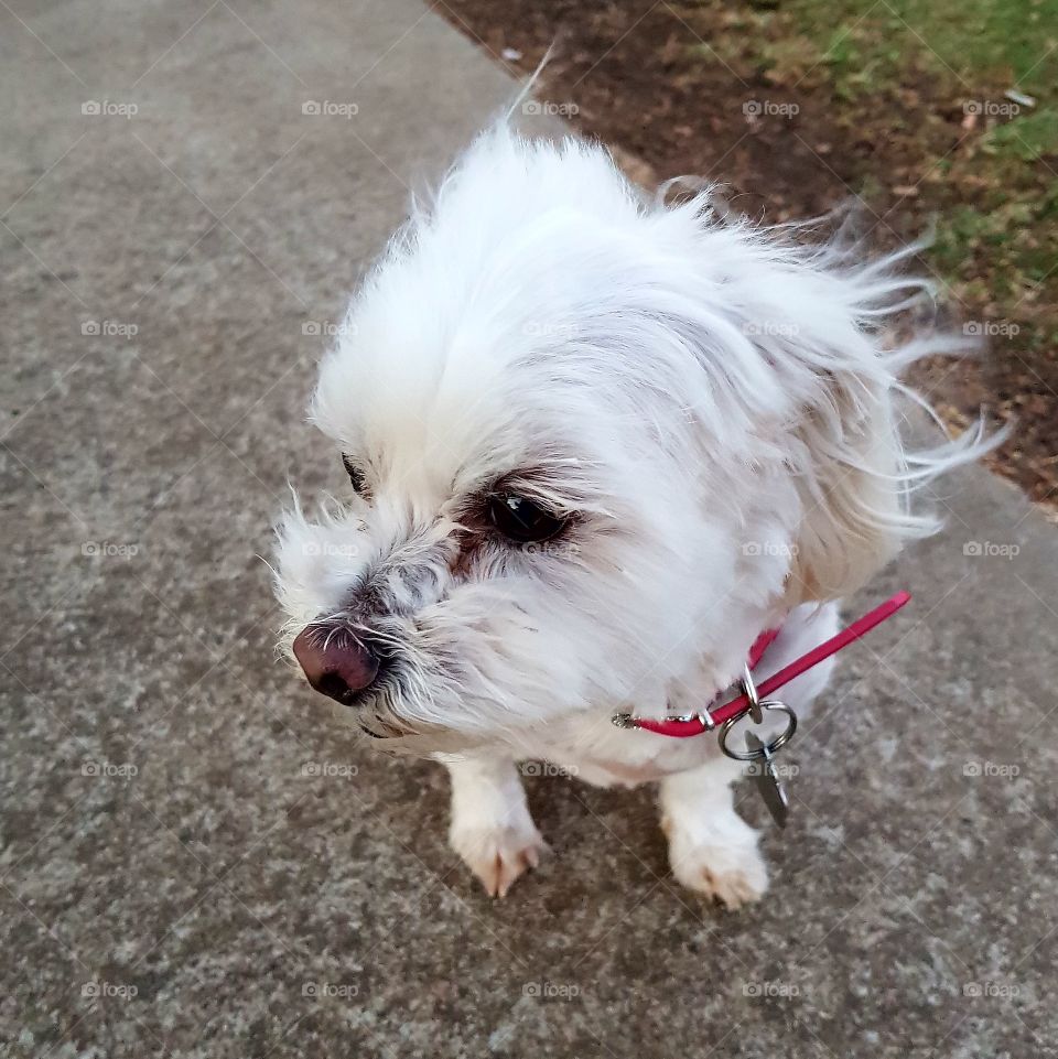 Cute Maltese shitzu dog