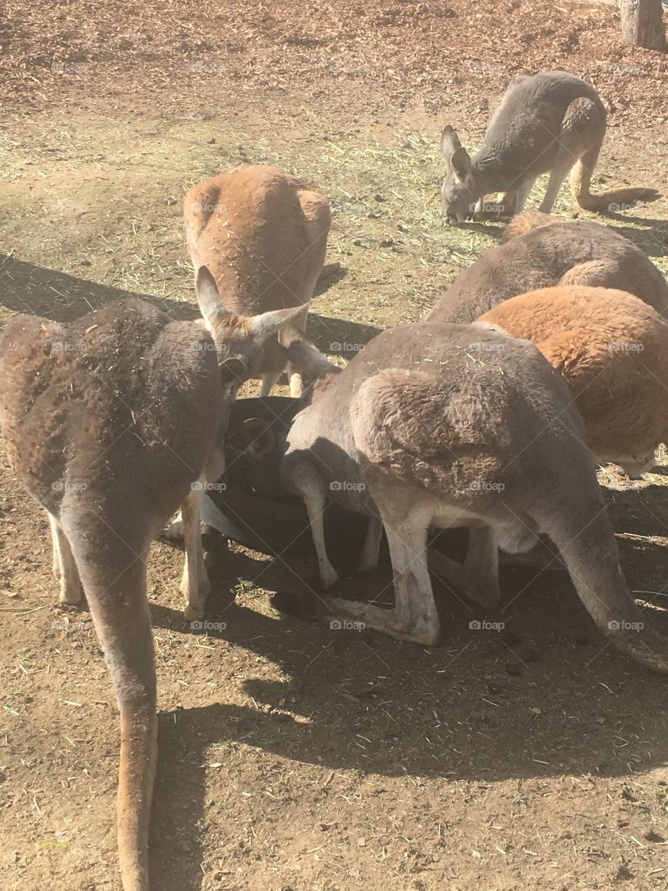 Kangaroos!