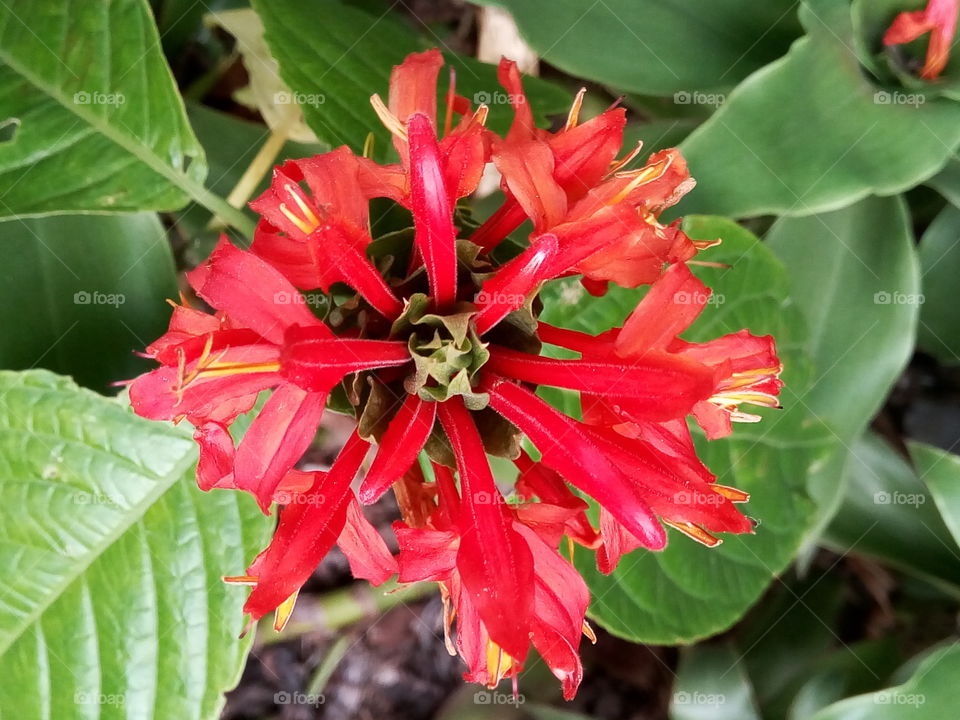 Nature, Flora, Flower, Garden, Leaf