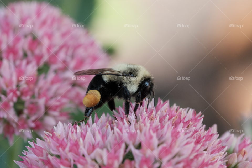 Blossom by blossom the spring begins. 