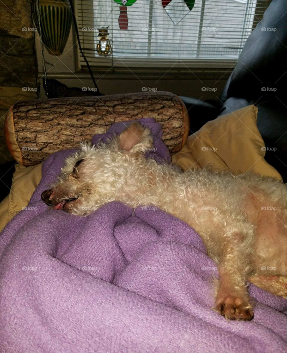 DOGS OF THE USA! Sleeping poodle!