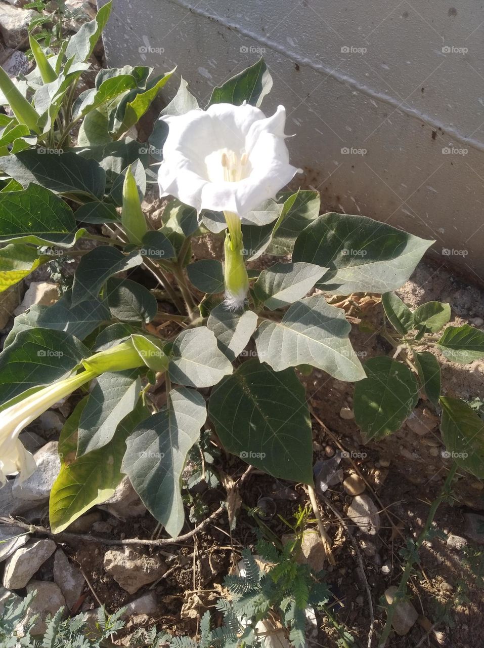 the Datura Flower white in colour looks very beautiful generally found everywhere fresh seasonal looking very beautiful
