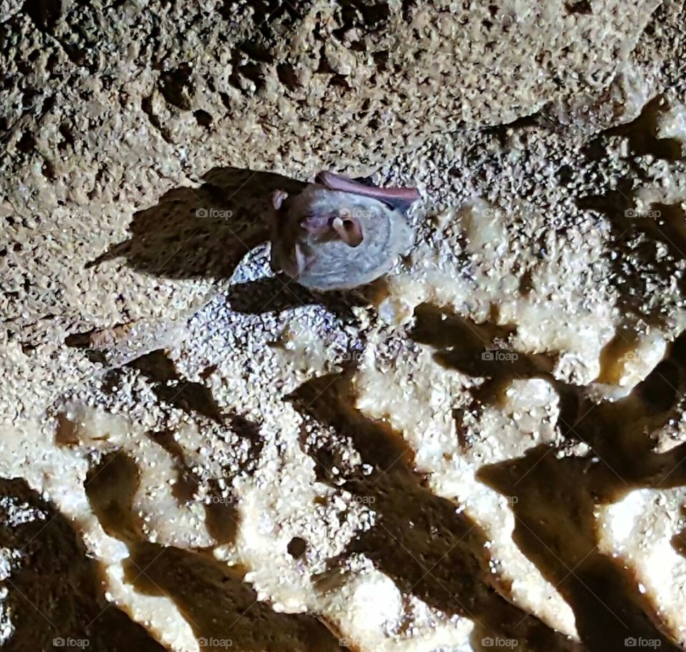 bat hanging from ceiling in cavern