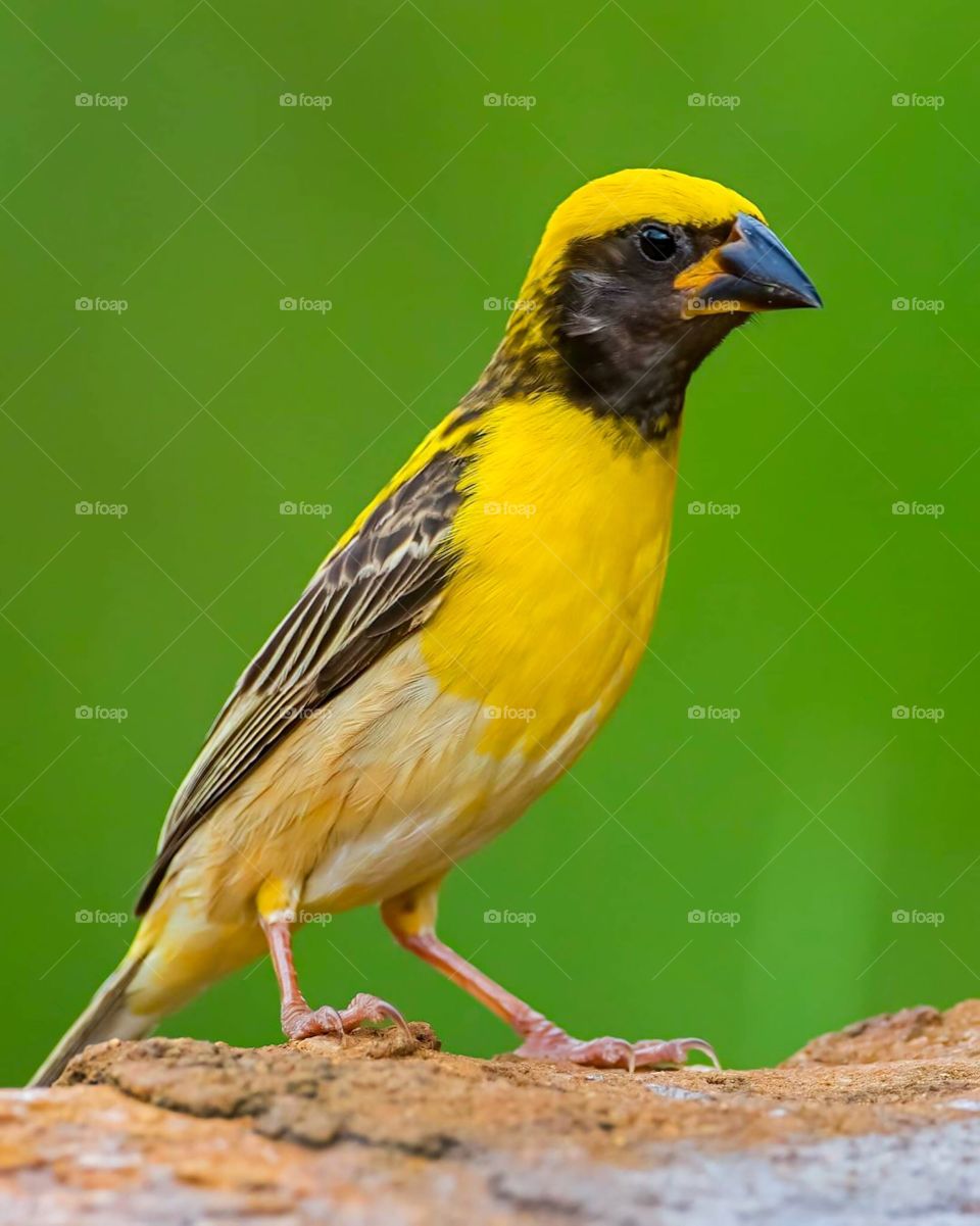 Cute  baya weaver bird. The baya weaver is a weaverbird found across the Indian Subcontinent and Southeast Asia. 