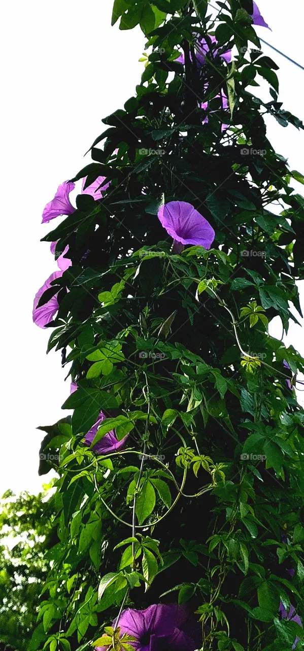 bush