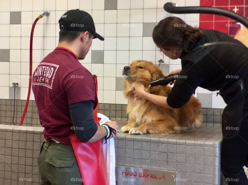 Cleaning dog 