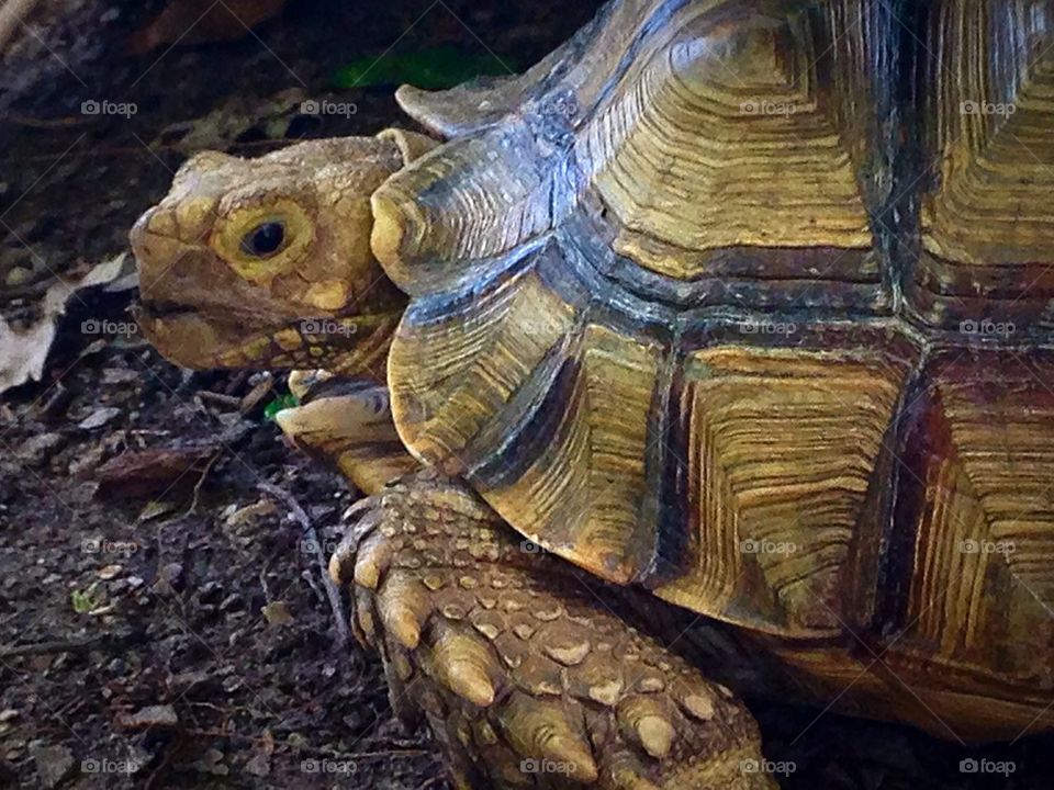 African Spur Tortoise