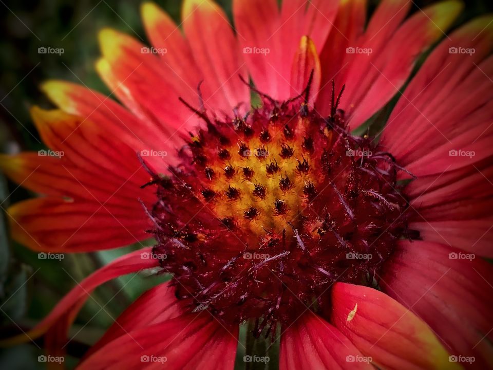 Beautiful and Bright Red Flower Close up.