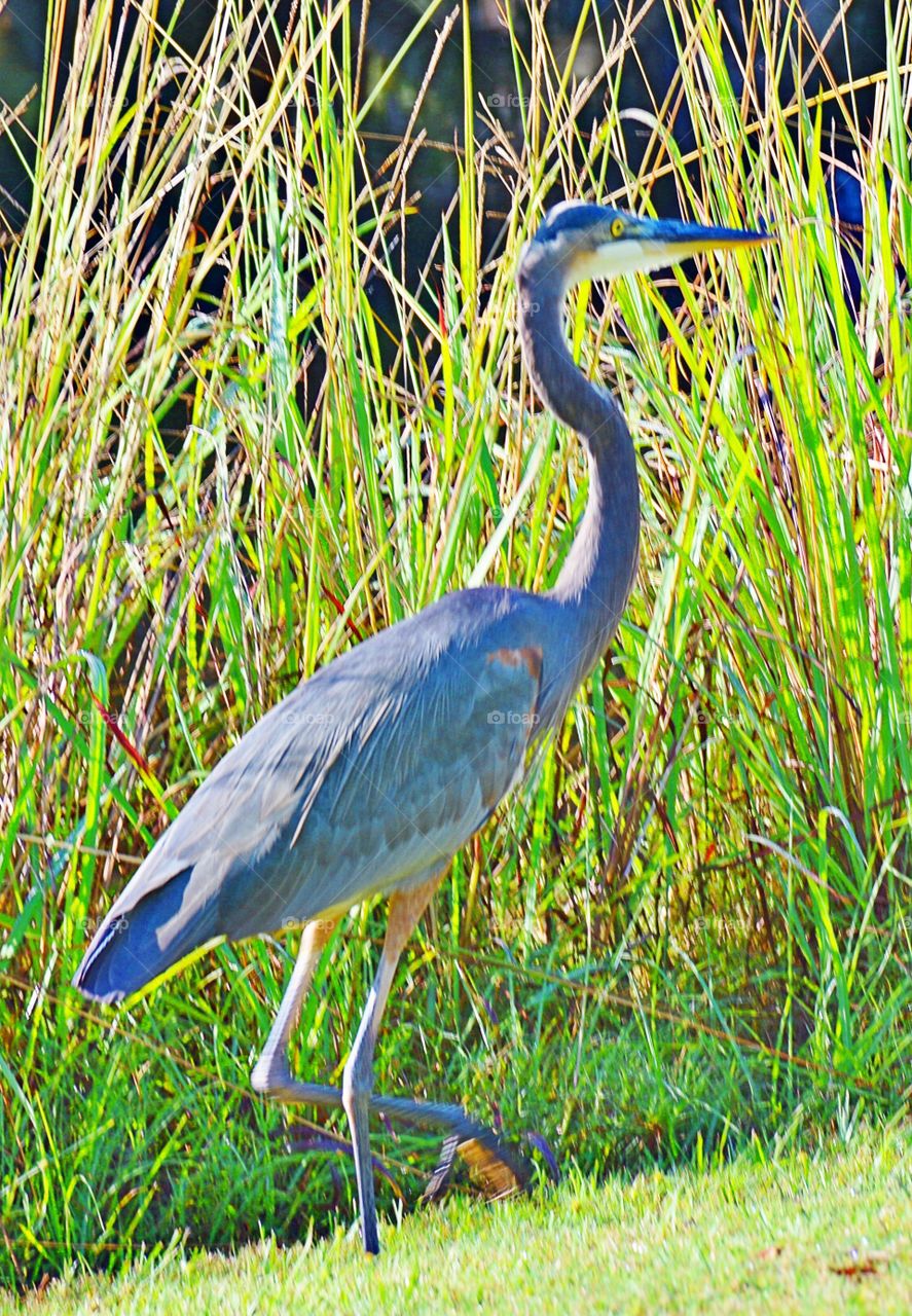 Green reeds 