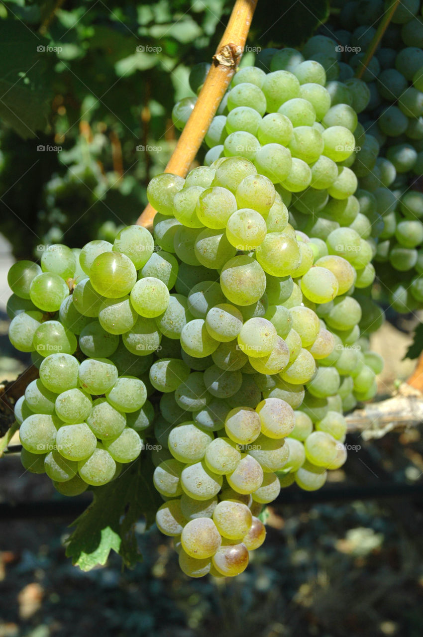 Cabernet   Sauvignon grapes growing in a vineyard in Napa Valley California.