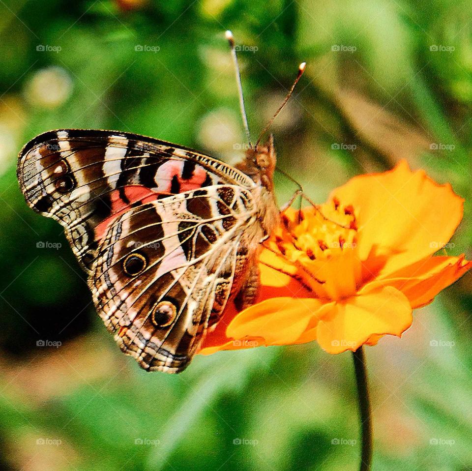 a colorful butterfly on the yellow flower in the garden in a sunny day