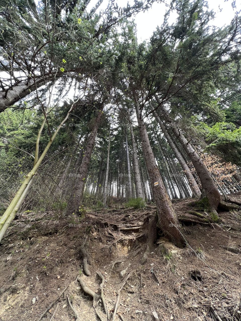 Trees and roots in the forest