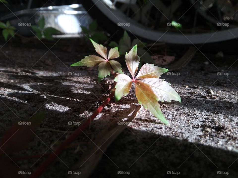 Virginia Creeper taking over and old and unused bike.