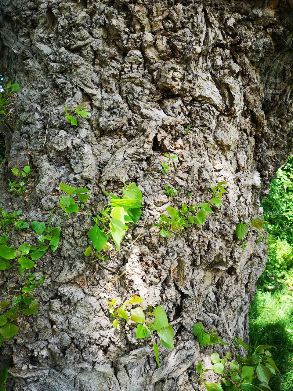tree bark