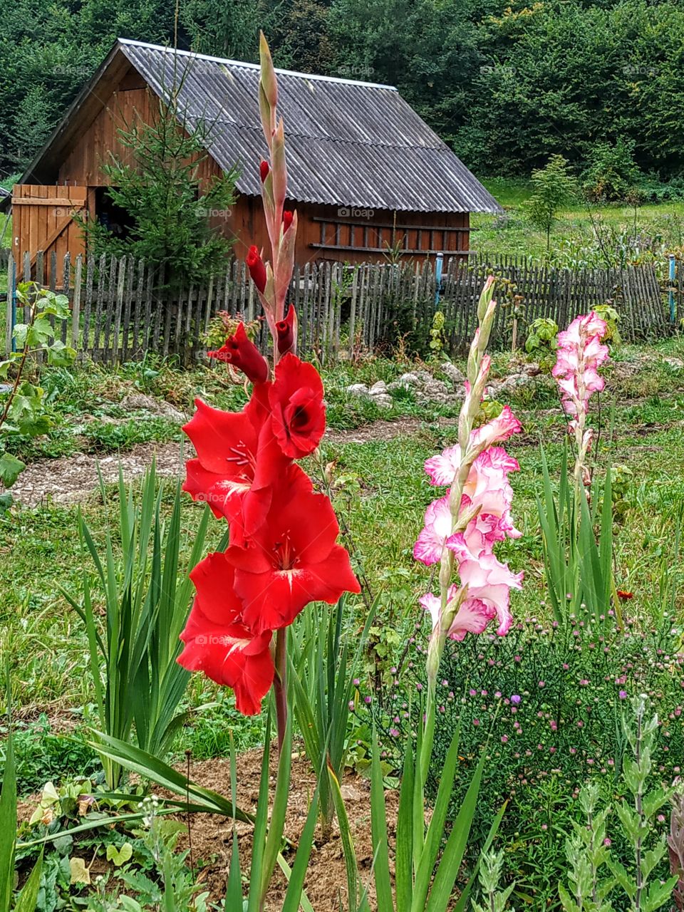 Beautiful red and pink gladioli