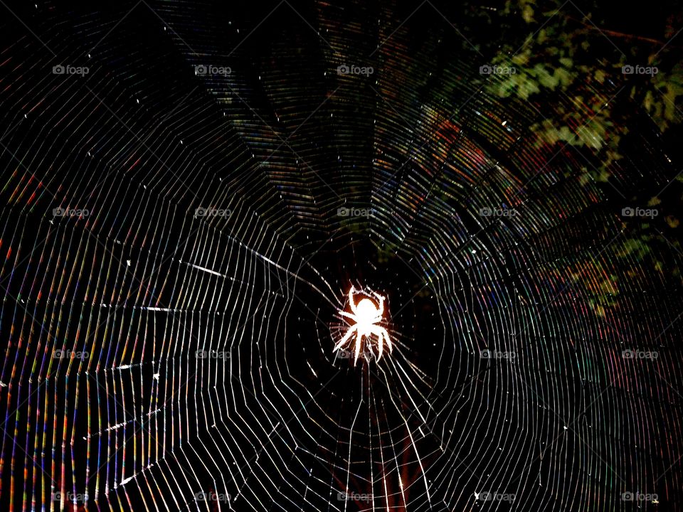 spider caught in flash