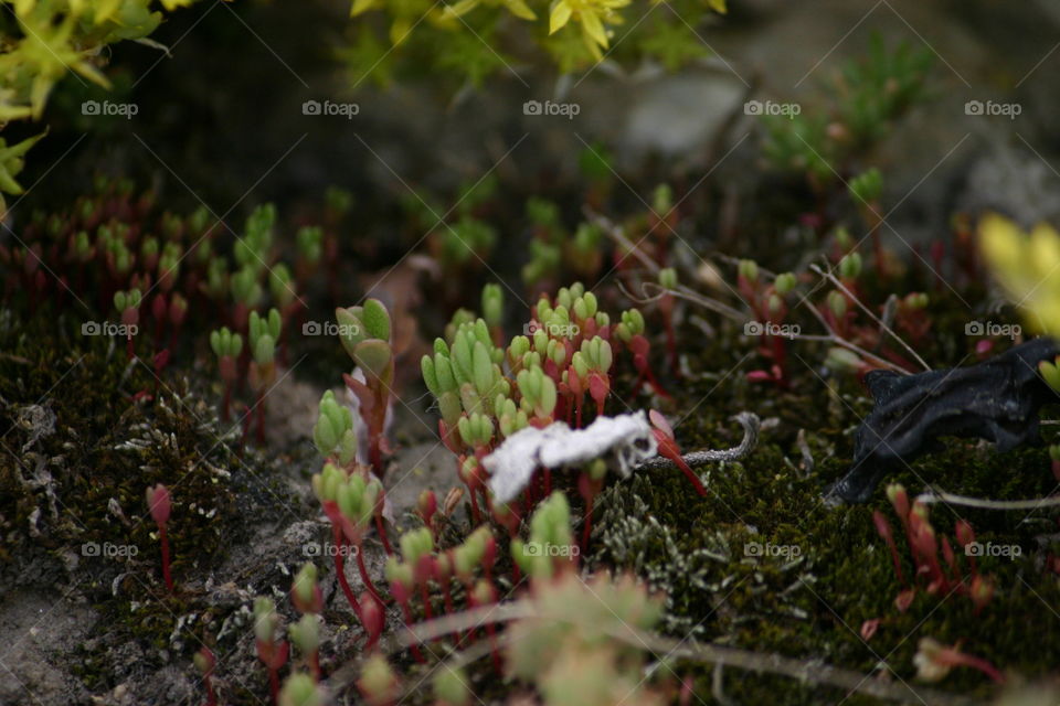 closeup plant