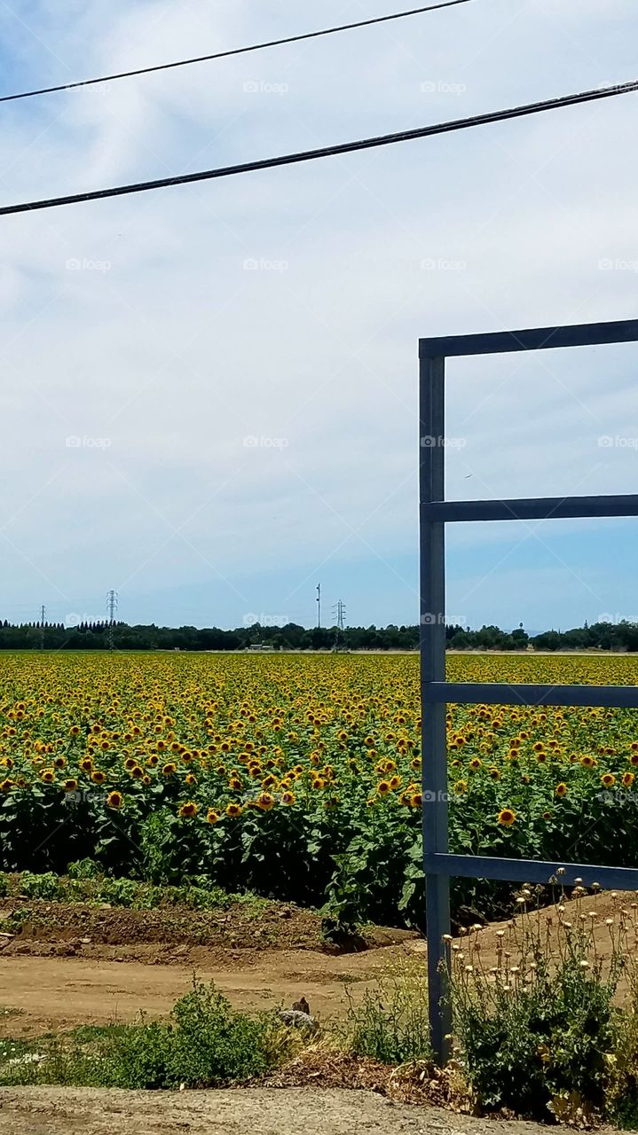 field of sunflowers