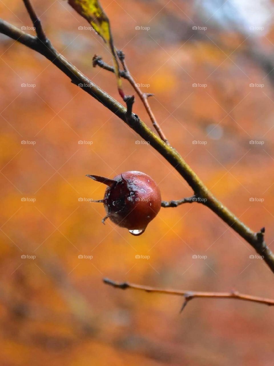 I m in love with medlar fruits! While they are still unripe and hard, sour and bitter. Fall is here and medlar fruit is here too..