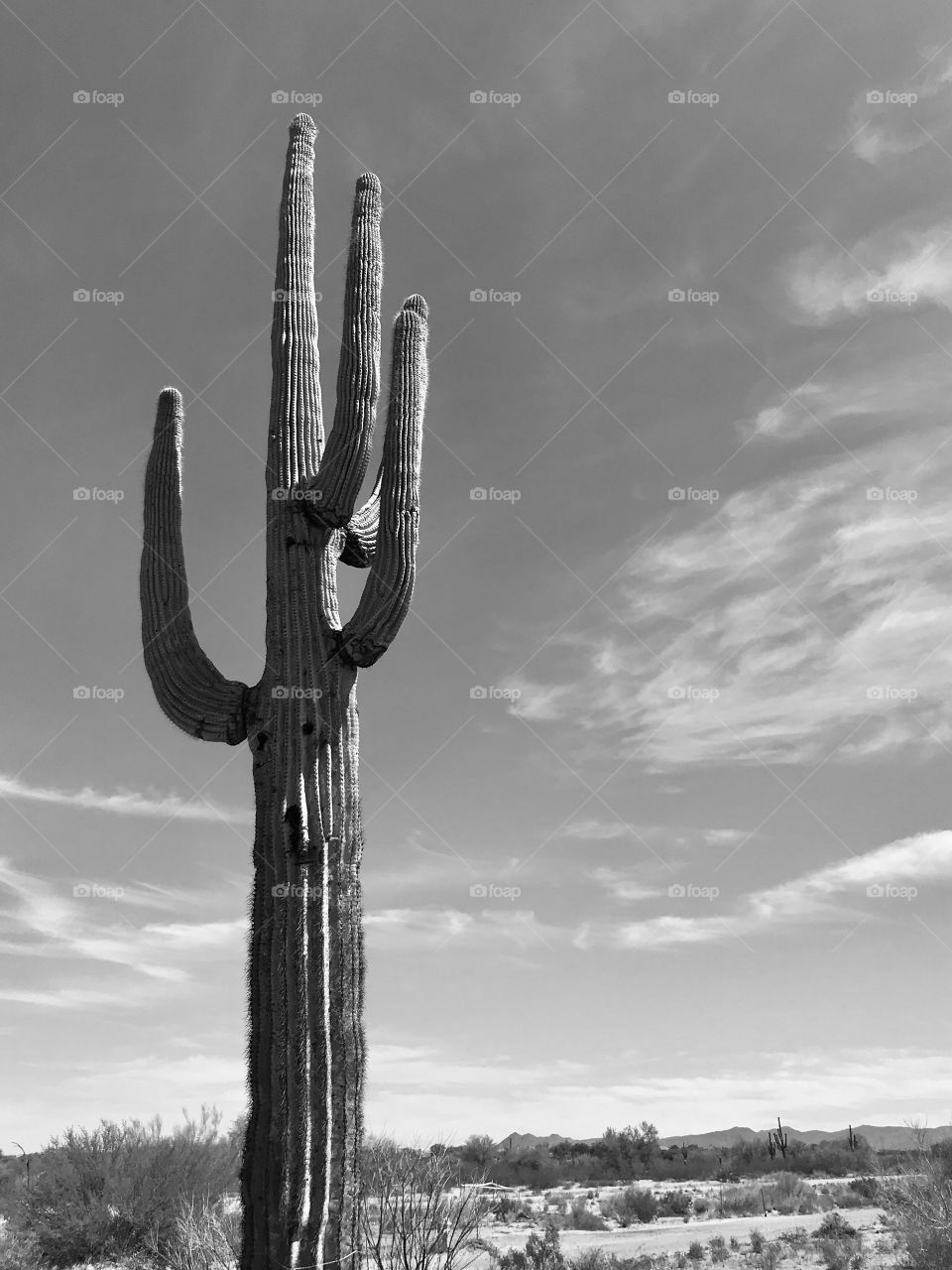 Single saguaro cactus in Arizona