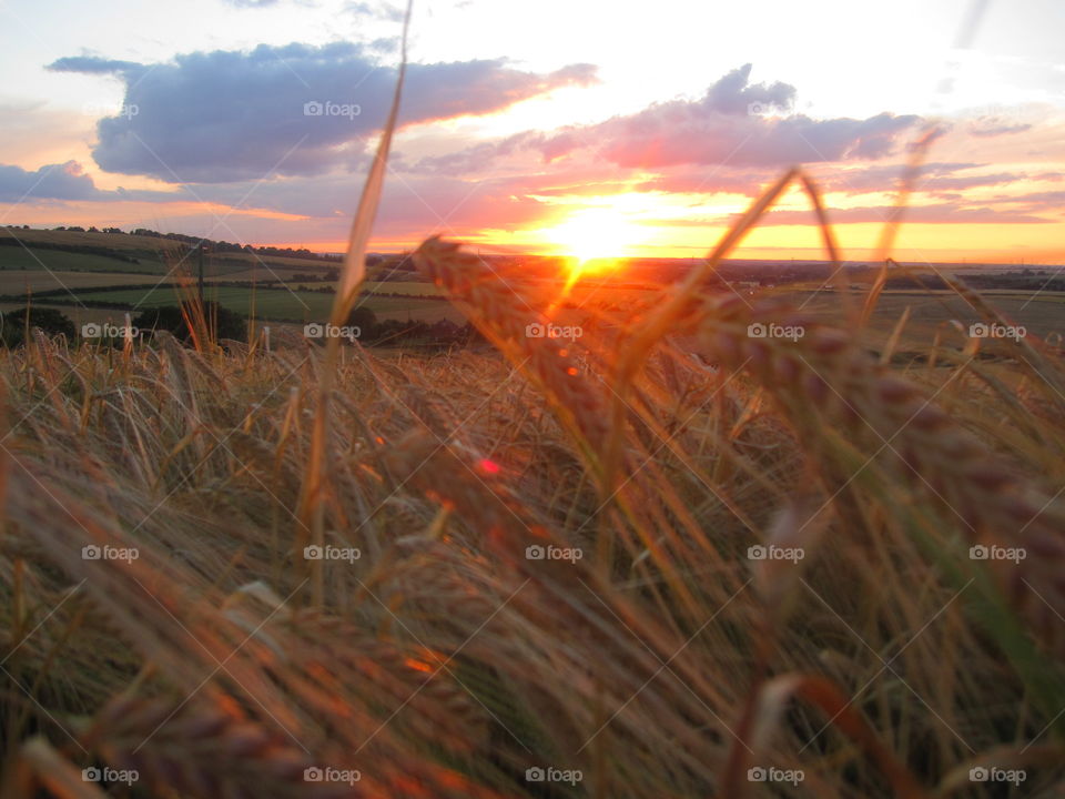 Sunset Through Wheat