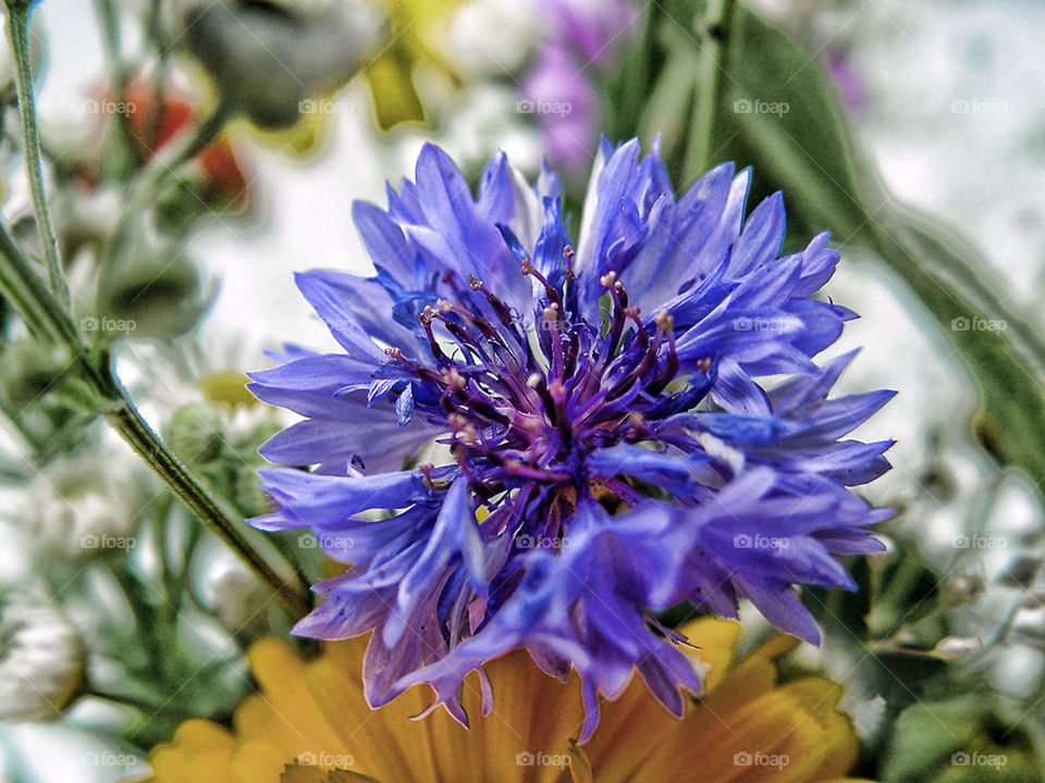 just blue. little cornflower