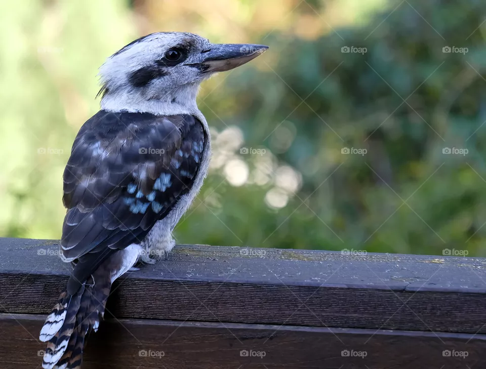 Kookaburras are terrestrial tree kingfishers of the genus Dacelo native to Australia and New Guinea, which grow to between 28 and 42 centimetres in length and weigh around 300 grams