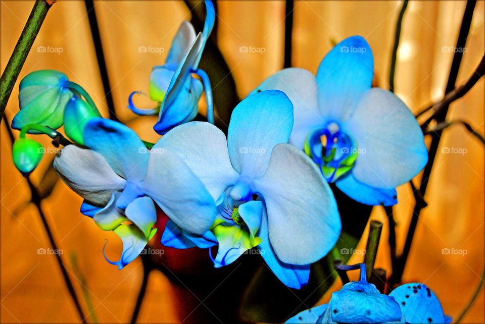 Blossoming flower close up background nature therapy summer mood positive vibes wonderful time hustling daydreaming naturalism macro microcosmos