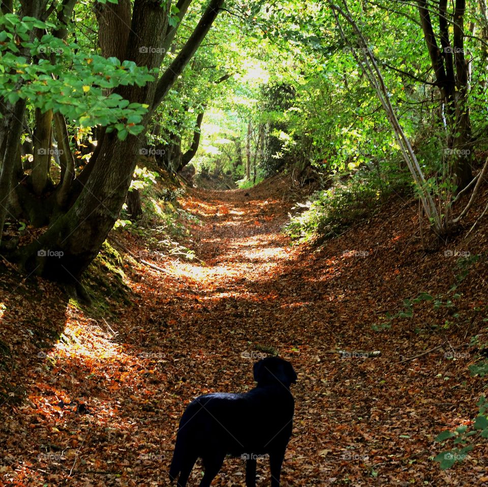 This is a picture of a Holloway in the summer. The black of the dog really helps to contrast the brighter green and brown colours which fill the rest of the image