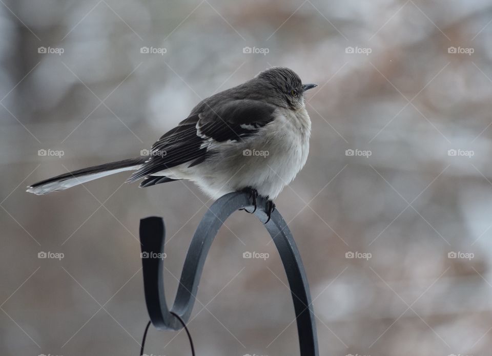 Close-up of northern mockingbird
